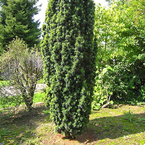 Тис Wojtek изображение 1 артикул 9410