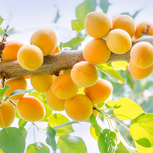 Cais Ananas imagine 1 articol 7400