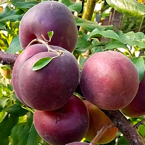 Cais Black Velvet imagine 1 articol 7404