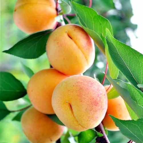 Cais (columnar) Anubis imagine 1 articol 2007