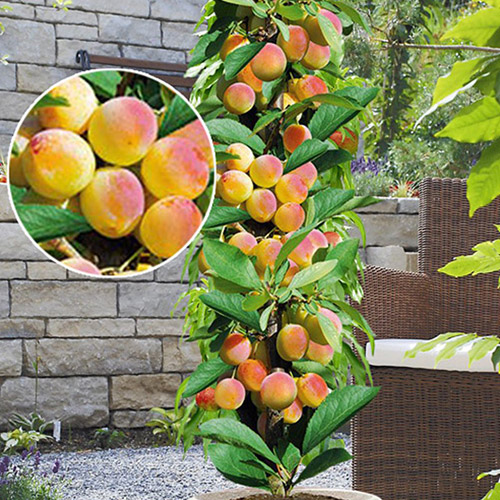 Cais columnar Prince Mart, С2 imagine 1 articol 1901