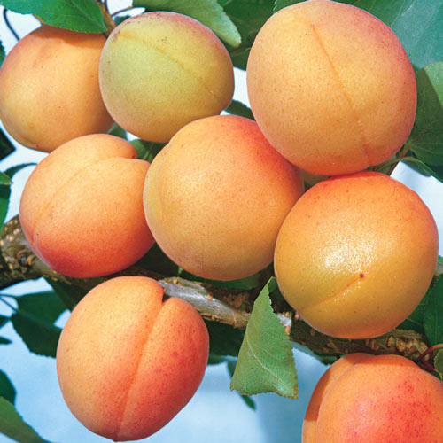 Cais Fodula imagine 1 articol 7956