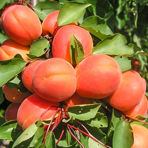 Cais Harcot imagine 1 articol 6921