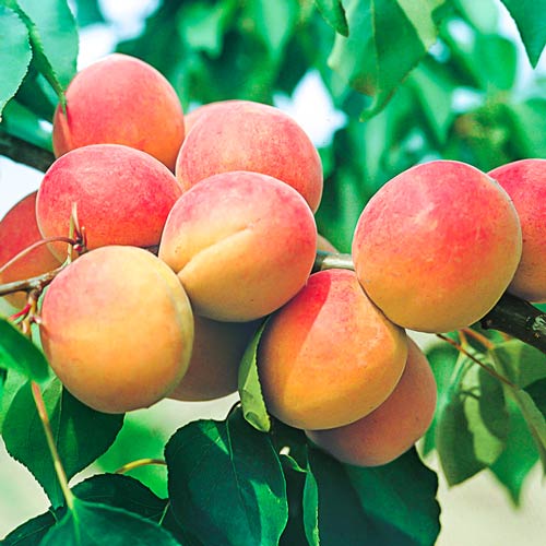 Cais Madlen imagine 1 articol 7995