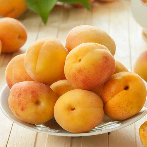 Cais Roy imagine 1 articol 7957