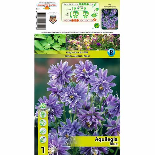 Căldărușă (Aquilegia) Blue imagine 1 articol 70344