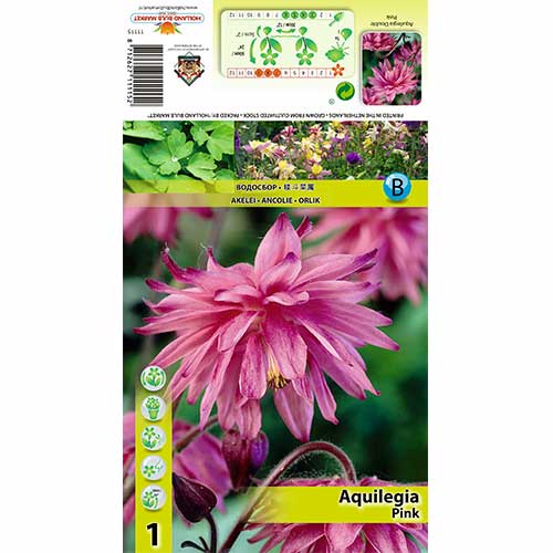 Căldărușă (Aquilegia) Pink imagine 1 articol 70345