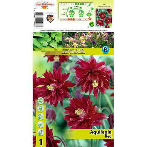 Căldărușă (Aquilegia) Red imagine 1 articol 70347