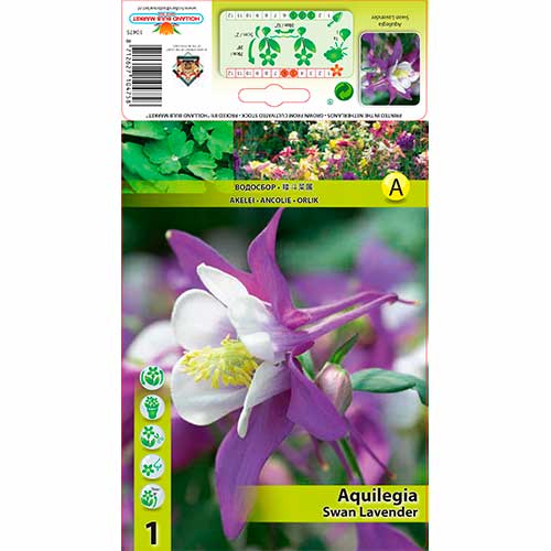 Căldărușă (Aquilegia) Swan Lavender imagine 1 articol 70348