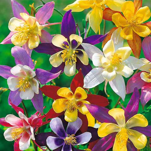 Căldăruşă McKana amestec imagine 1 articol 66828