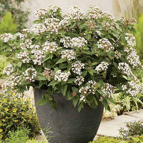 Călin Eve Price imagine 1 articol 3975