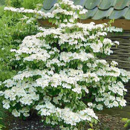 Călin Kilimandjaro imagine 1 articol 3933