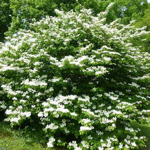 Călin Mariesii imagine 1 articol 4487