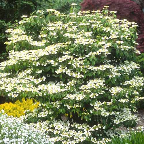 Călin Summer Snowflake imagine 1 articol 4491