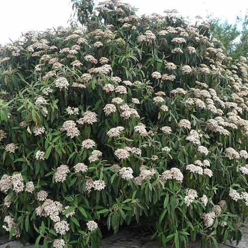 Călin Wilowwodd imagine 1 articol 4492