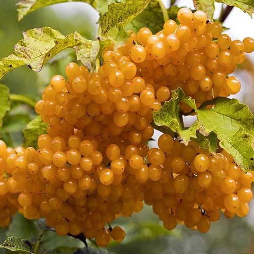 Călin Xanthocarpun imagine 1 articol 4486