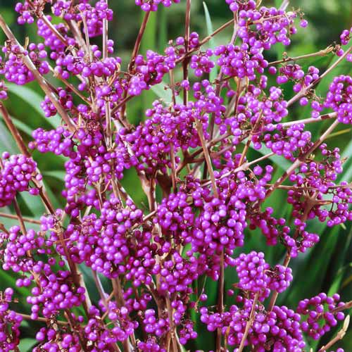 Callicarpa bodinieri Giraldii imagine 2 articol 9532