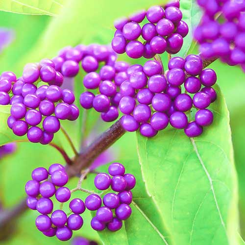 Callicarpa dichotoma imagine 1 articol 9533