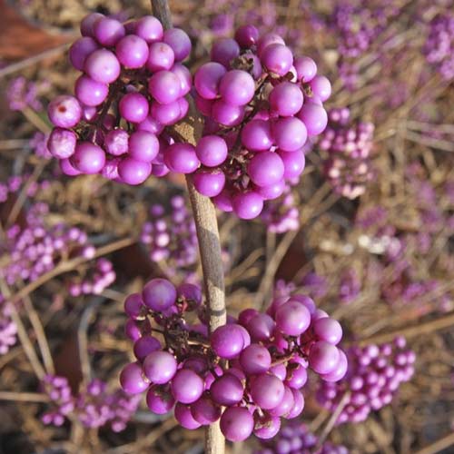 Callicarpa Imperial Pearl PBR, C3 imagine 1 articol 8517