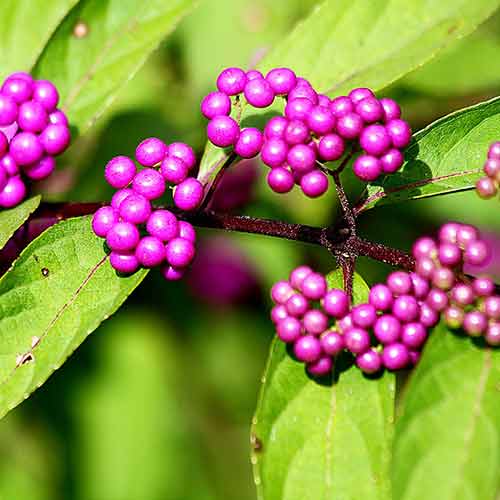 Callicarpa Profusion imagine 1 articol 4026