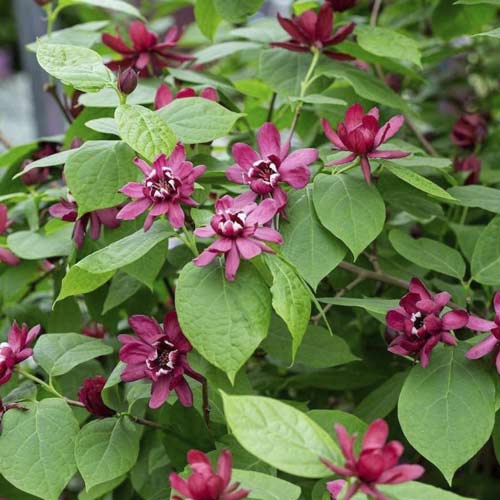 Calycanthus Aphrodite PBR, C3 imagine 1 articol 8518