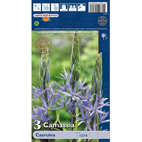 Camassia (Zambilă indiană) Caerulea imagine 1 articol 67609