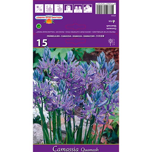 Camassia (Zambilă indiană) Quamash imagine 1 articol 67610