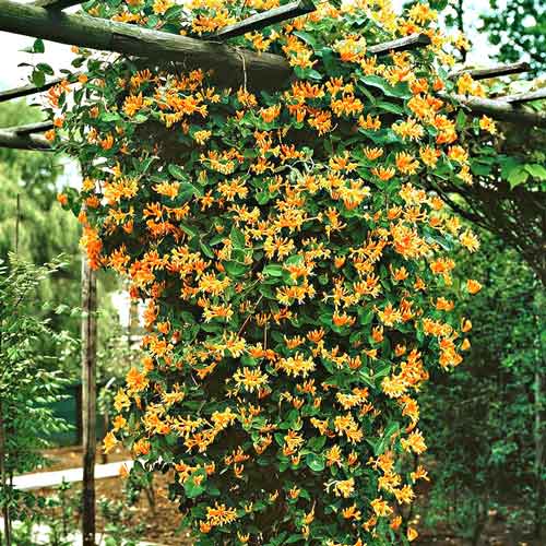 Caprifoi (Mâna Maicii Domnului) Dropmore Scarlet imagine 1 articol 9045