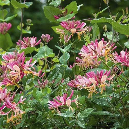 Caprifoi Goldflame, C2 imagine 1 articol 8231