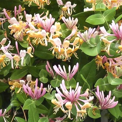 Caprifoi Inga, C2 imagine 1 articol 8228