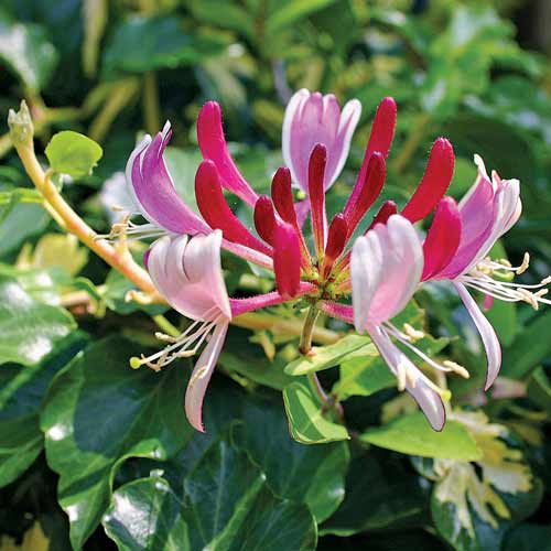 Caprifoi (Mâna Maicii Domnului) Belgica imagine 1 articol 9572