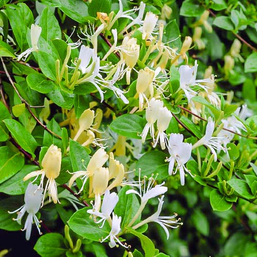 Caprifoi (Mâna Maicii Domnului) Halls prolific imagine 1 articol 9179