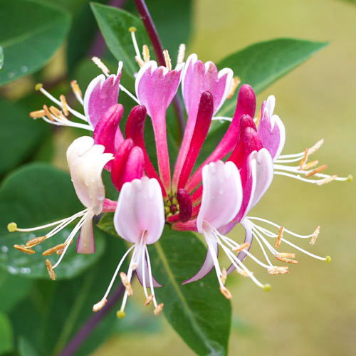 Caprifoi (Mâna Maicii Domnului) Serotina imagine 1 articol 9573