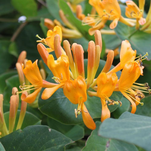 Caprifoi (Mâna Maicii Domnului) Tellmana imagine 1 articol 9574