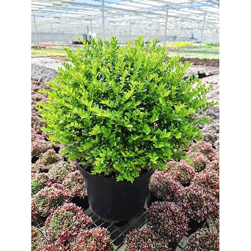 Caprifoi târâtor Green Breeze imagine 1 articol 4007