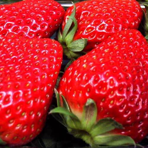 Căpșuni Camarosa imagine 2 articol 9832