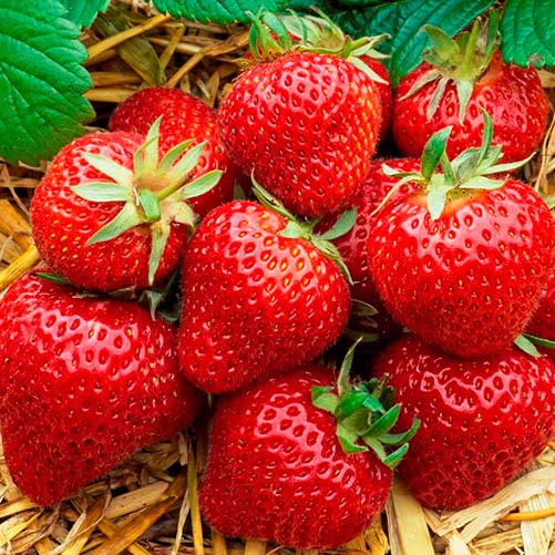 Căpşuni Elegance  imagine 1 articol 0309