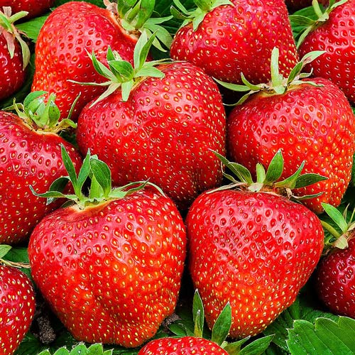 Căpşuni Polka imagine 1 articol 0304