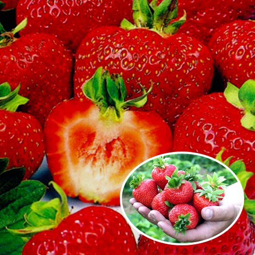 Căpşuni (cu fructe mari) Regina Elisabeta a II-a - 5 răsaduri imagine 1 articol 0103