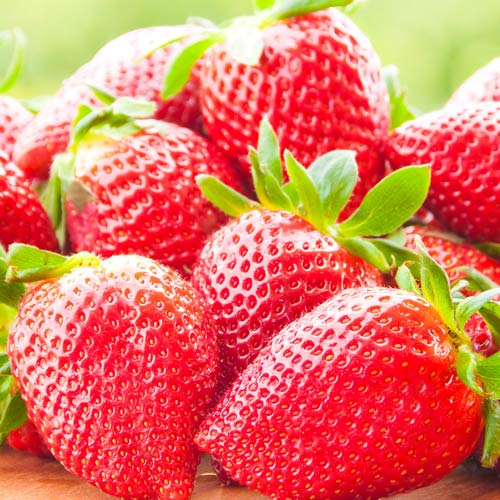 Căpşuni Selva imagine 1 articol 0313