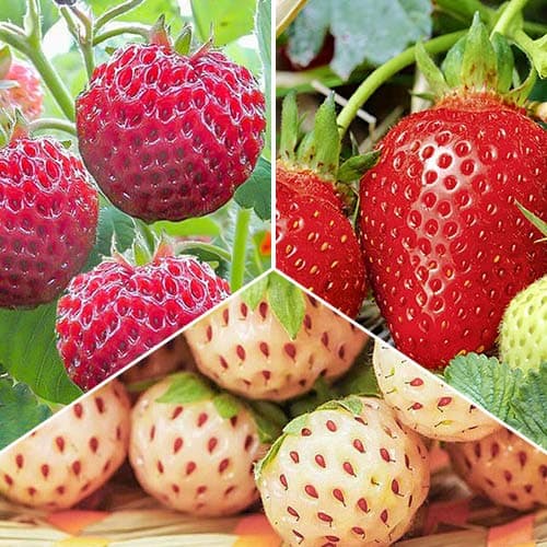 Ofertă specială! Căpșuni Delicacy, set de 3 soiuri imagine 1 articol 4940