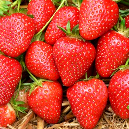 Căpșuni Elegance imagine 1 articol 4980_1