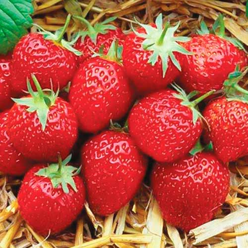 Căpșuni Elsanta imagine 1 articol 5399