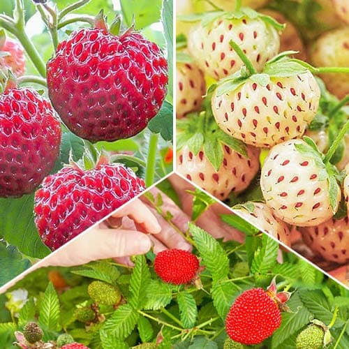 Ofertă specială! Căpșuni Gustul verii, set de 3 soiuri imagine 1 articol 4941