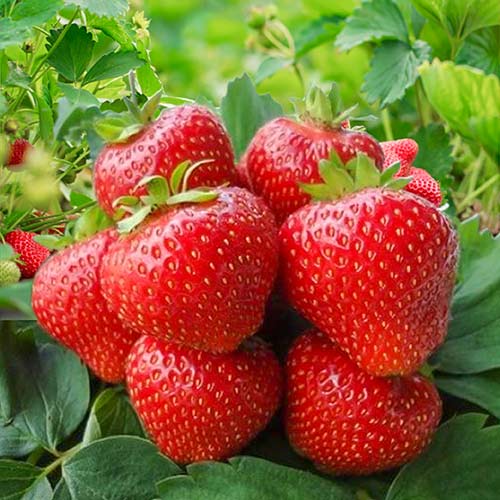 Căpşuni Kimberly imagine 1 articol 9805