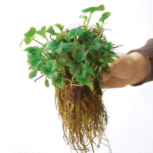 Căpşuni Kimberly imagine 3 articol 9805