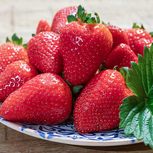 Căpșuni Lambada imagine 1 articol 5405