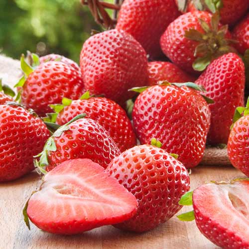 Căpșuni Malling Centenary imagine 1 articol 1584_1