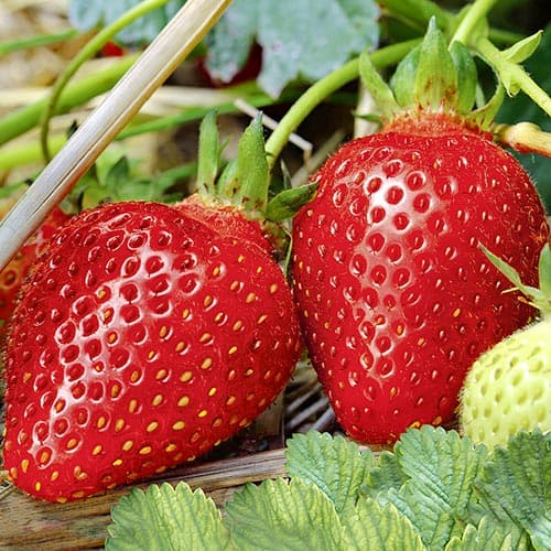 Căpșuni Pandora imagine 1 articol 4919