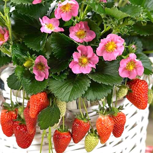 Căpșuni Pink Panda imagine 1 articol 8085